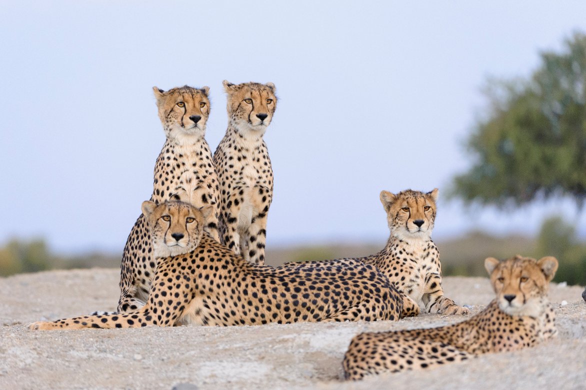 Mashatu Euphorbia Villas-官方