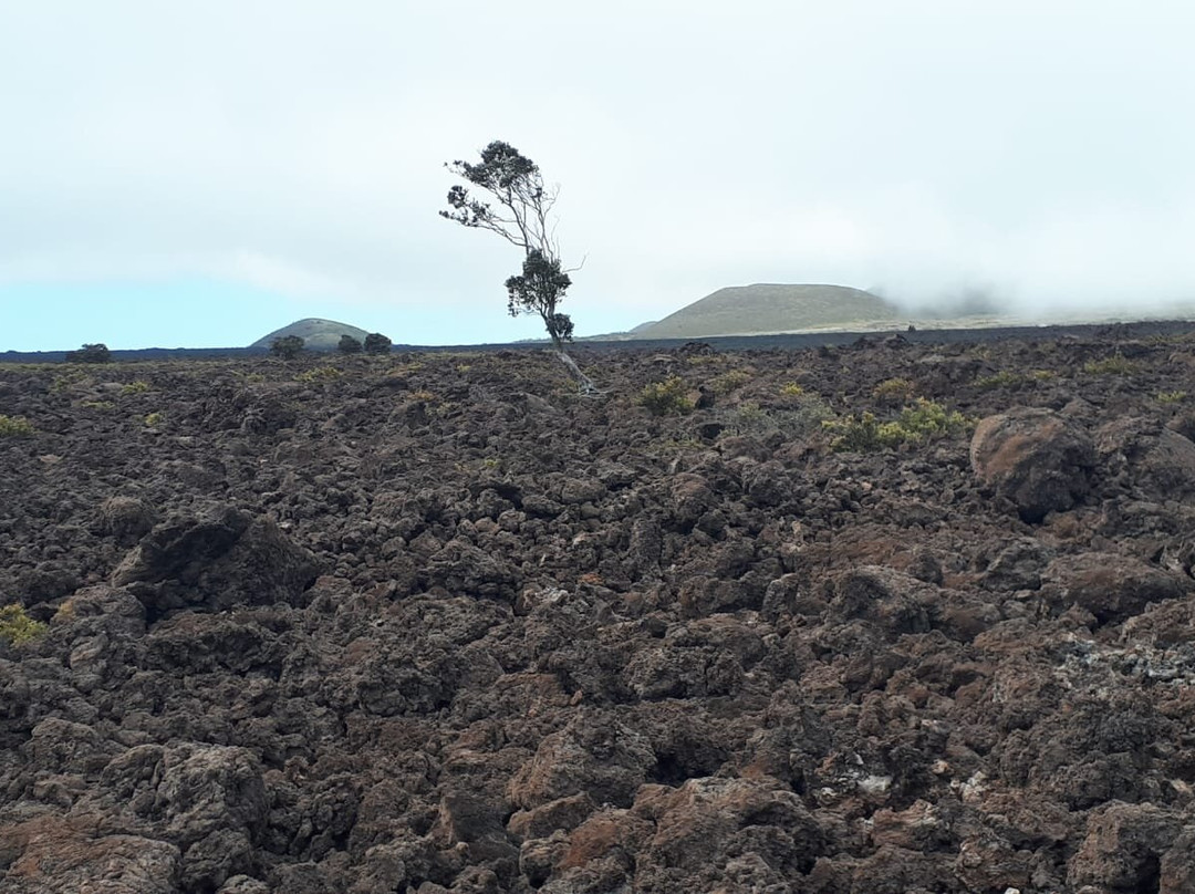Mauna Loa Scenic Drive景点图片