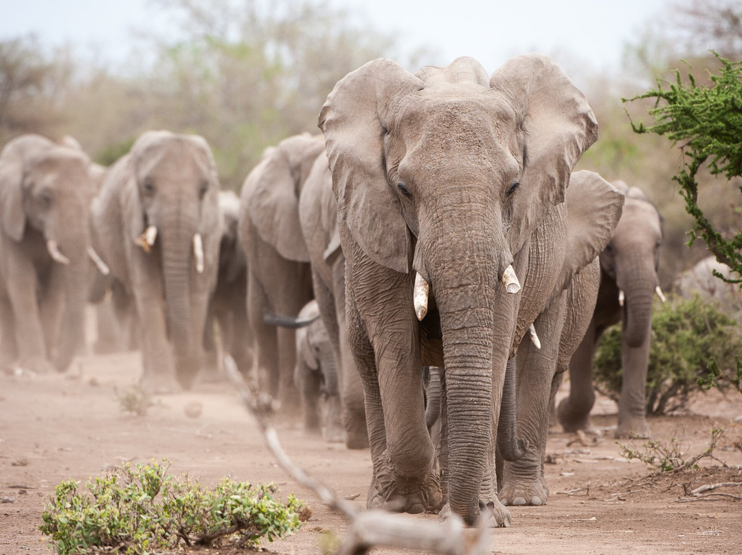 Mashatu Euphorbia Villas主图