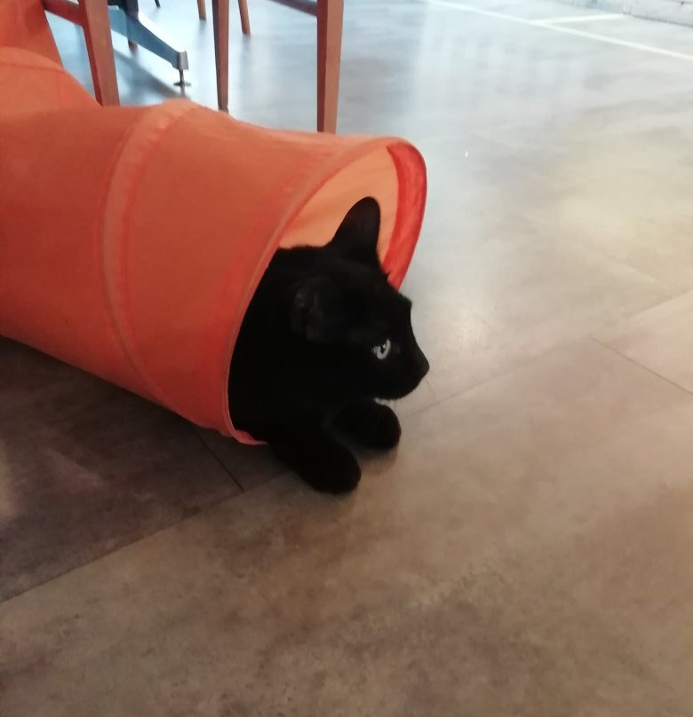 Di cane in gatto-Martignacco必去景点
