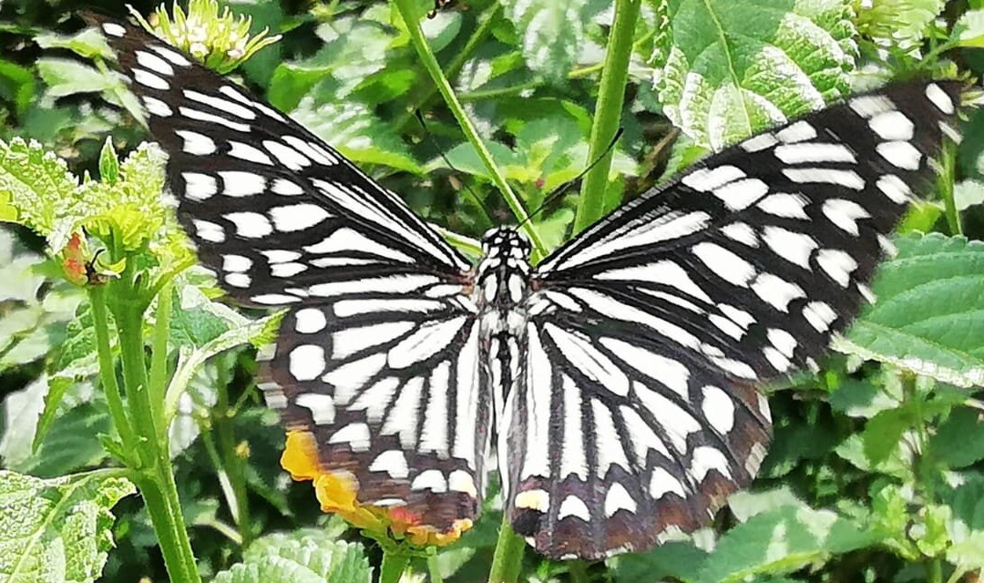 Sammilan Shetty’s Butterfly Park-芒加罗必去景点