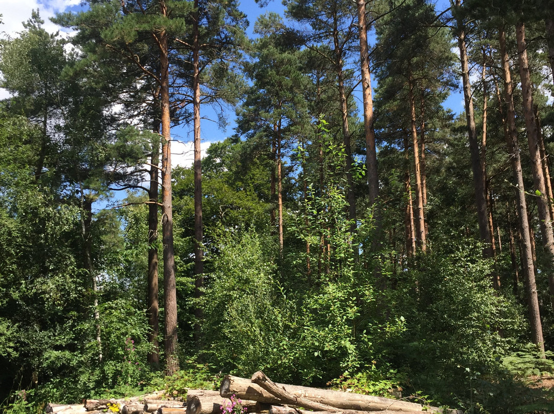 Angley Wood景点图片