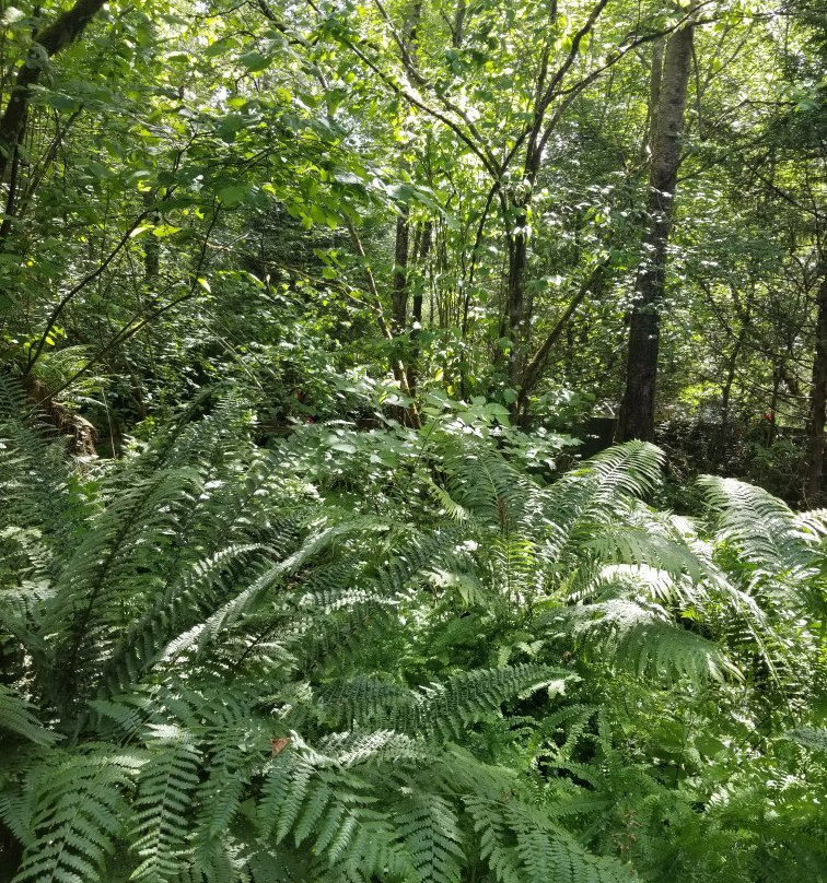 Bear Creek Park-素里必去景点