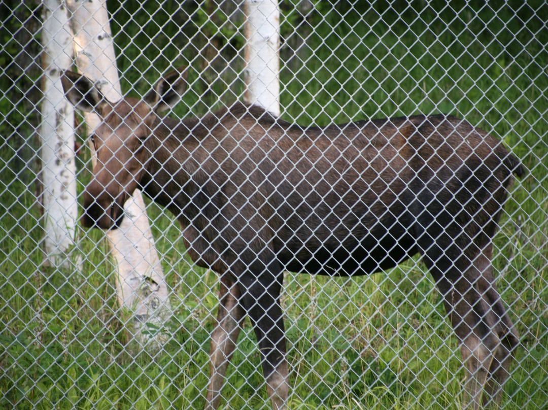 Kincaid Park-安克雷奇必去景点