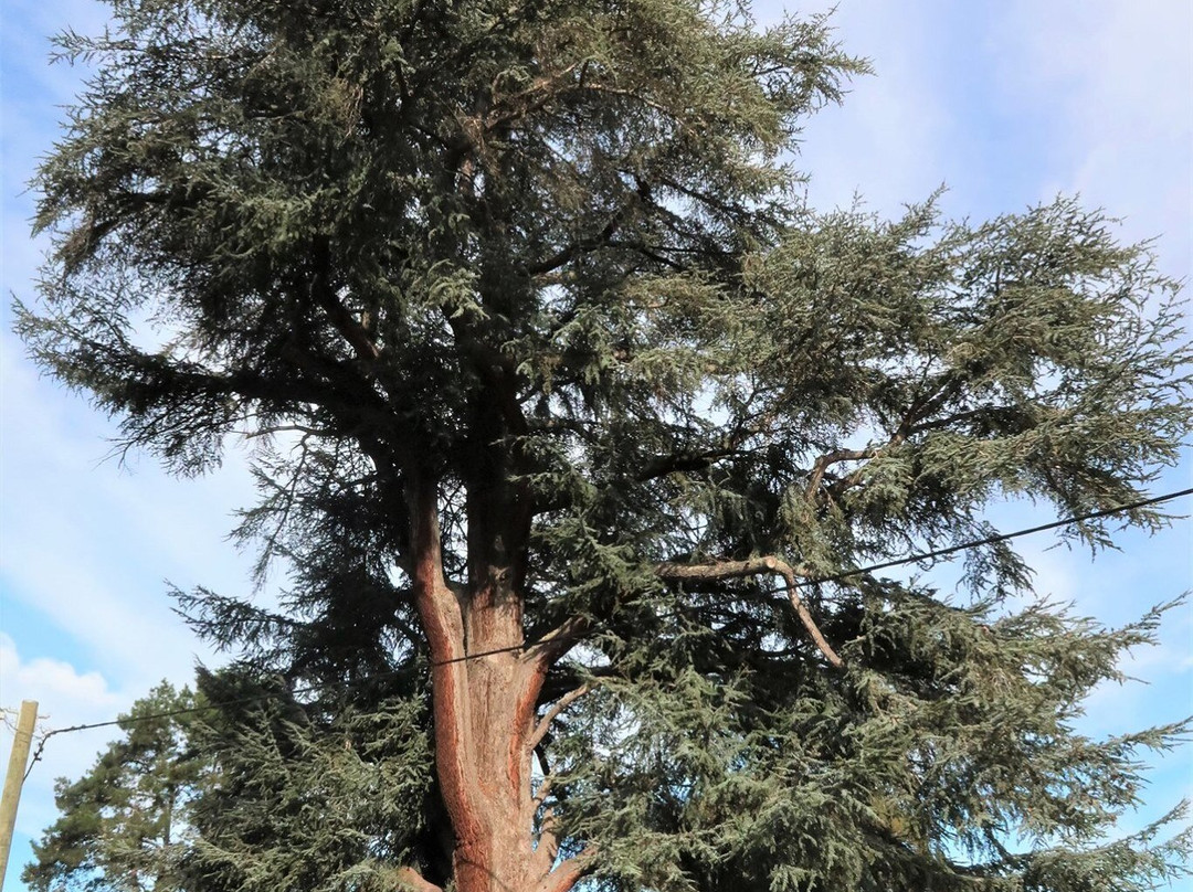 Bridgedale-布里奇敦必去景点