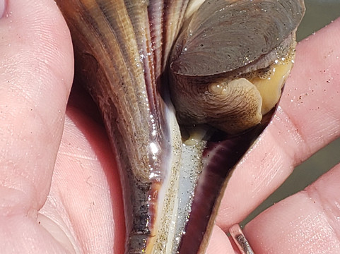 Coastal Expeditions-福利比奇必去景点