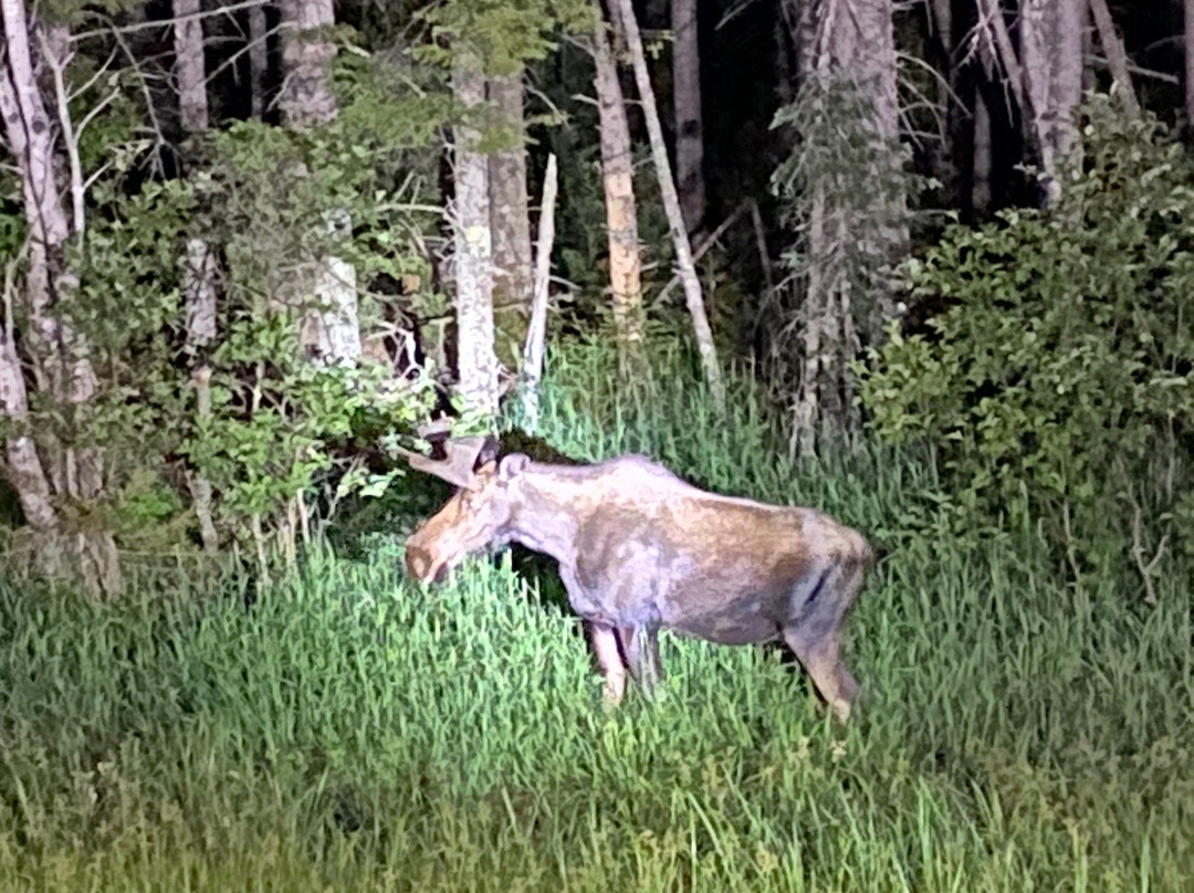 North Conway Moose Safari Moose Tour景点图片