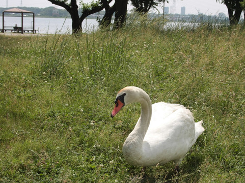Teganuma Park-我孙子市必去景点