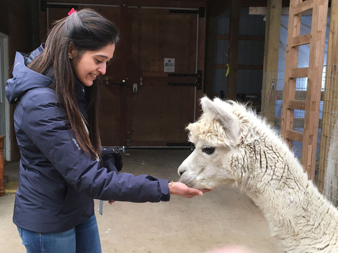 Kickin' Back Alpaca Ranch景点图片