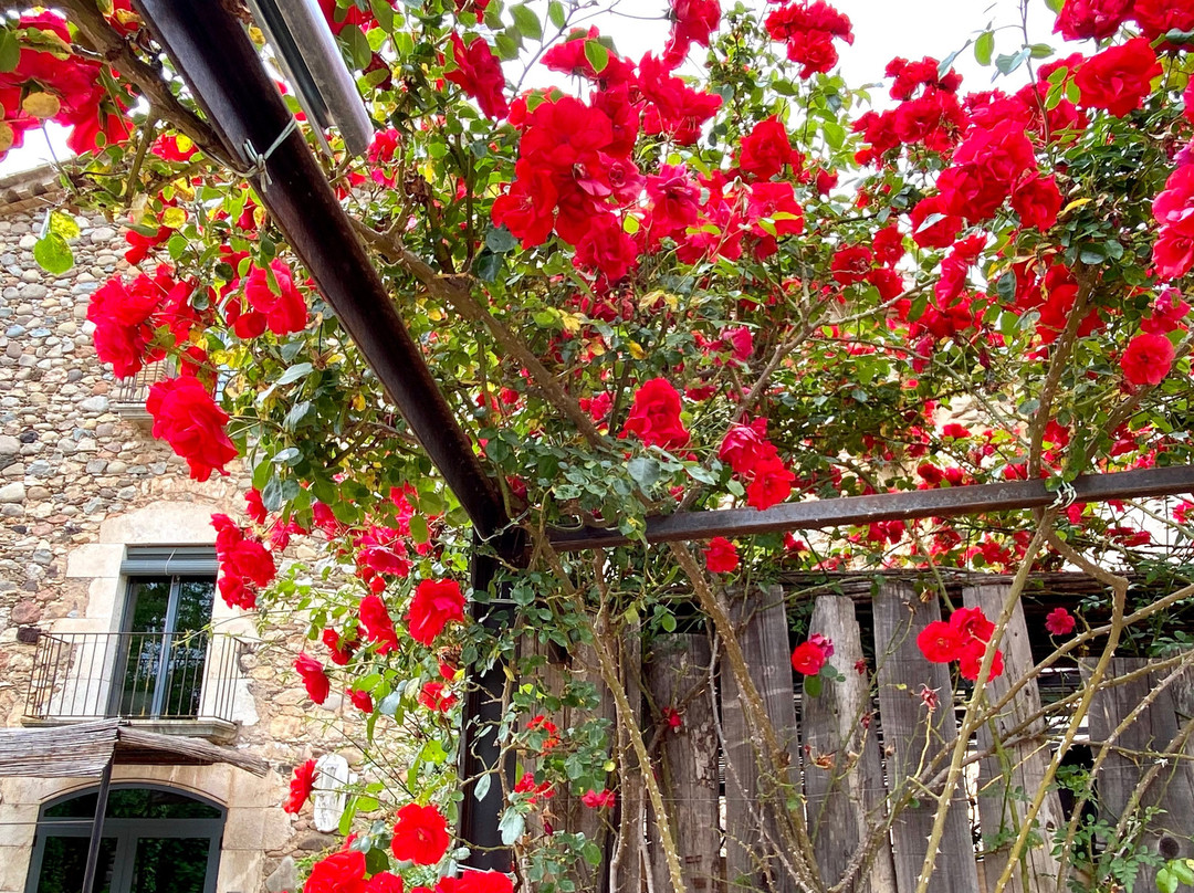 Mas Carreras 1846主图