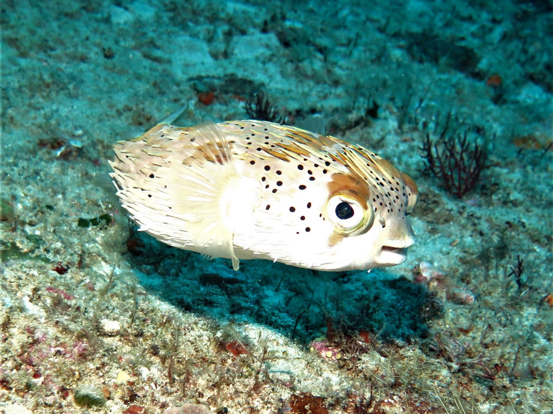 Twobar Scuba-索德瓦纳必去景点