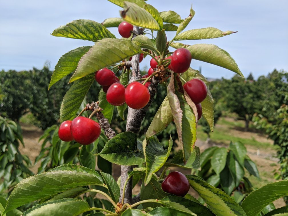 Mike's U-pick Cherries-Brentwood必去景点