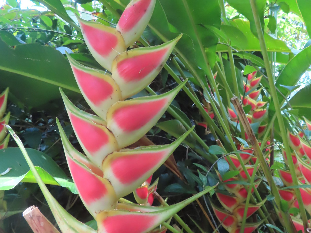 Flower Forest-Saint Thomas Parish必去景点