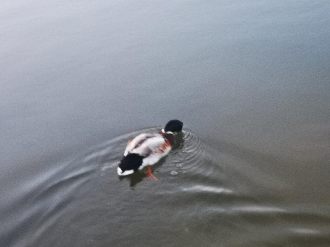 Ganzirri旅游攻略图片