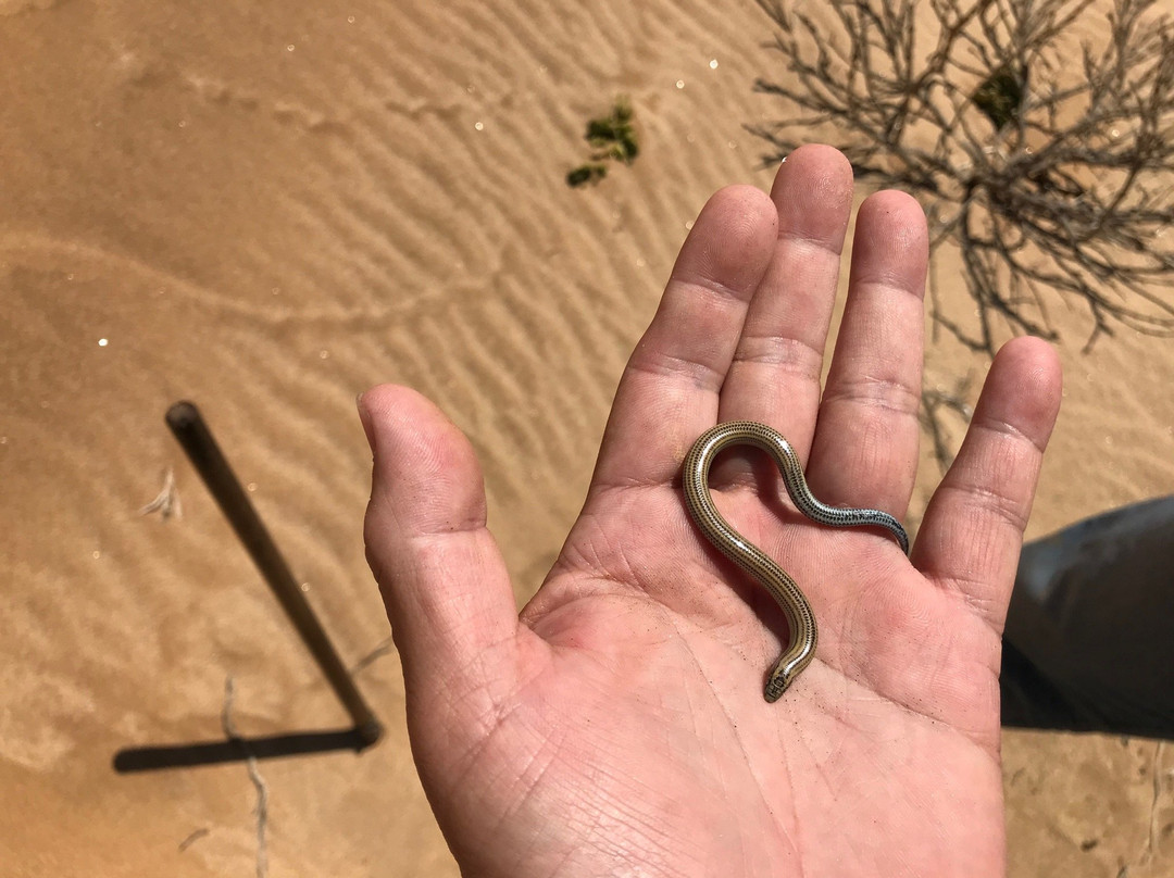 Desert Scenic Tours-斯瓦科普蒙德必去景点