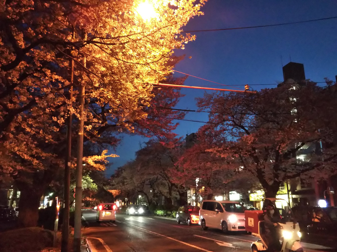 Sagamihara City Hall Sakura Street-相模原市必去景点