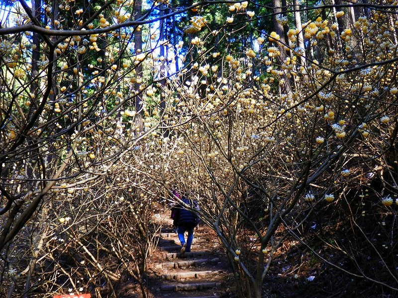 Yakimoriyama-茂木町必去景点