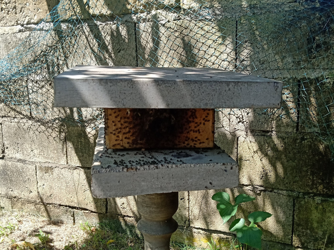 Omoyon Bee Farm-杜马盖地必去景点