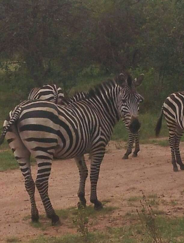 Lake Mburo National Park-Mbarara必去景点