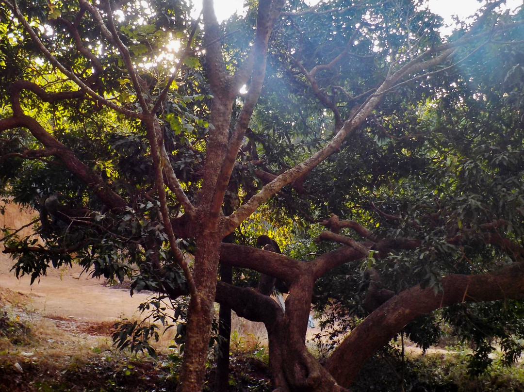 Yin Yoga Therapy Training-Morjim必去景点