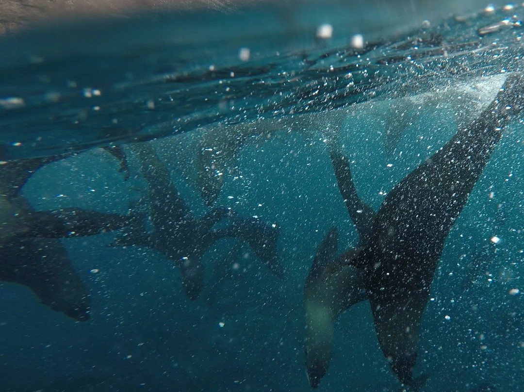 Marenostrum Expediciones-Isla Robinson Crusoe必去景点