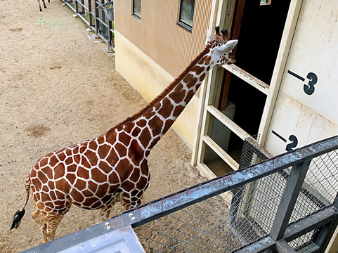京都市动物园-京都市必去景点