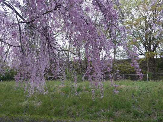Odaruma no Sakura-中山町必去景点