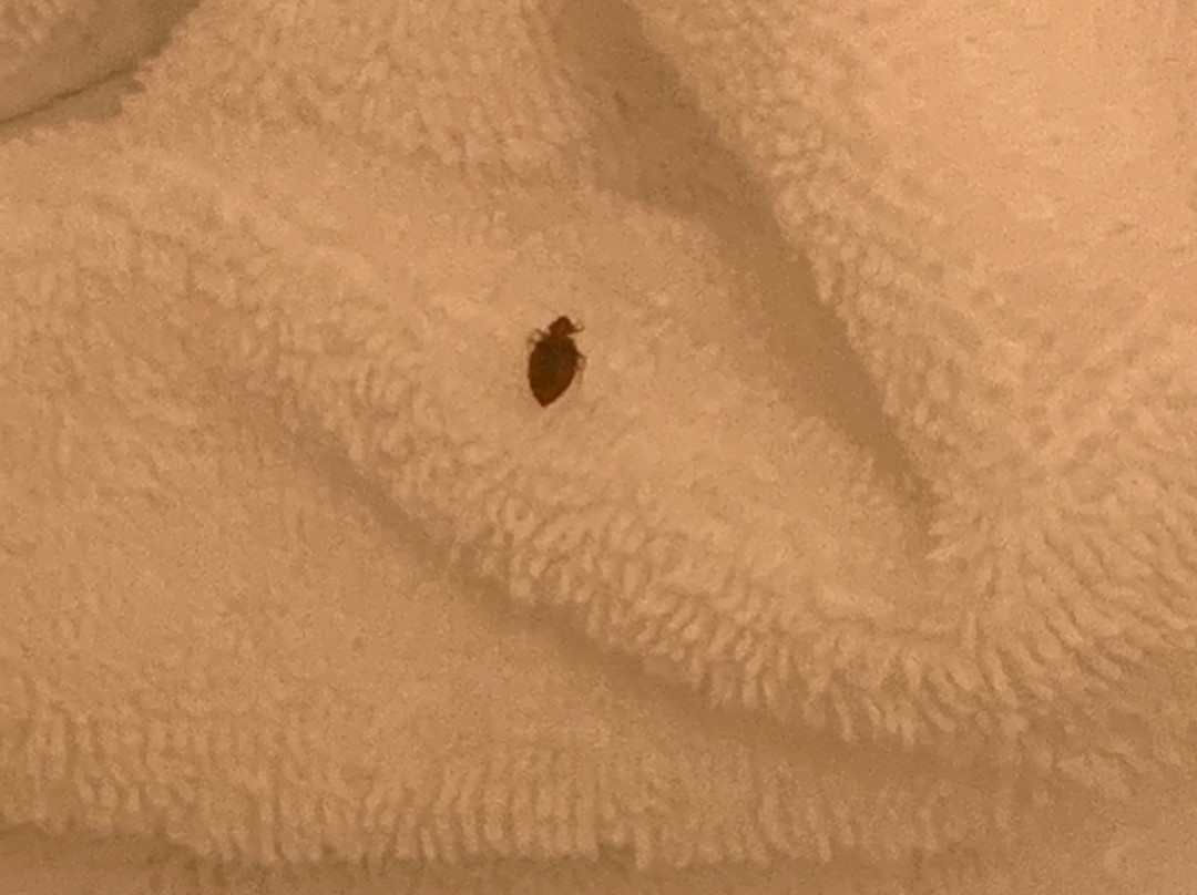 特雷霍特 SpringHill Suites 酒店主图