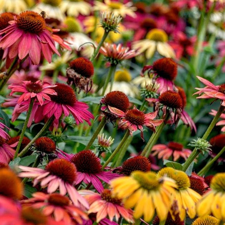 2023年Mount Tomah旅游攻略 8Mount Tomah酒店/景点/门票/美食/自助游/自驾/自由行/游玩攻略