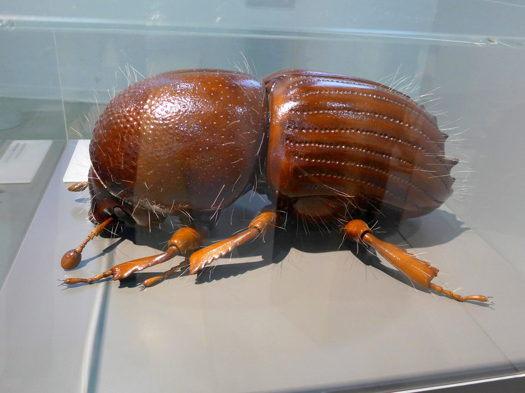 Naturmuseum Winterthur-温特图尔必去景点