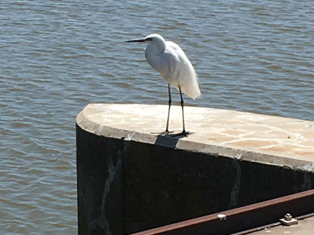 The Goolwa Barrage-Goolwa必去景点
