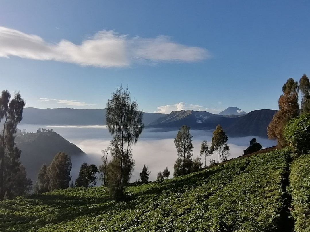 Jeep Bromo Tour景点图片