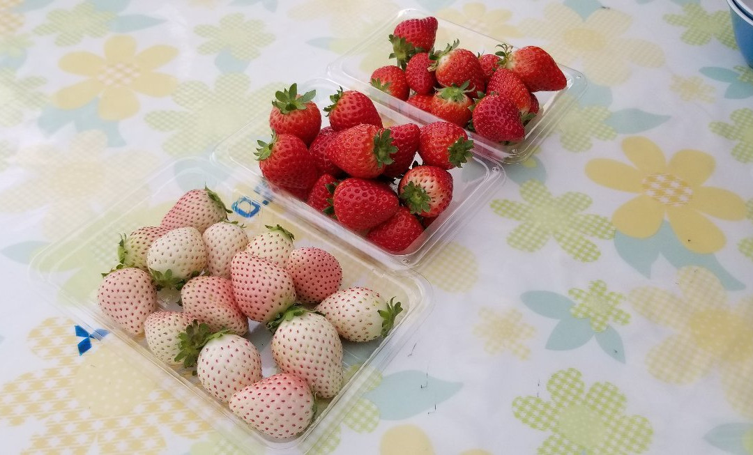 Deai no Mori Strawberry Farm-鹿沼市必去景点
