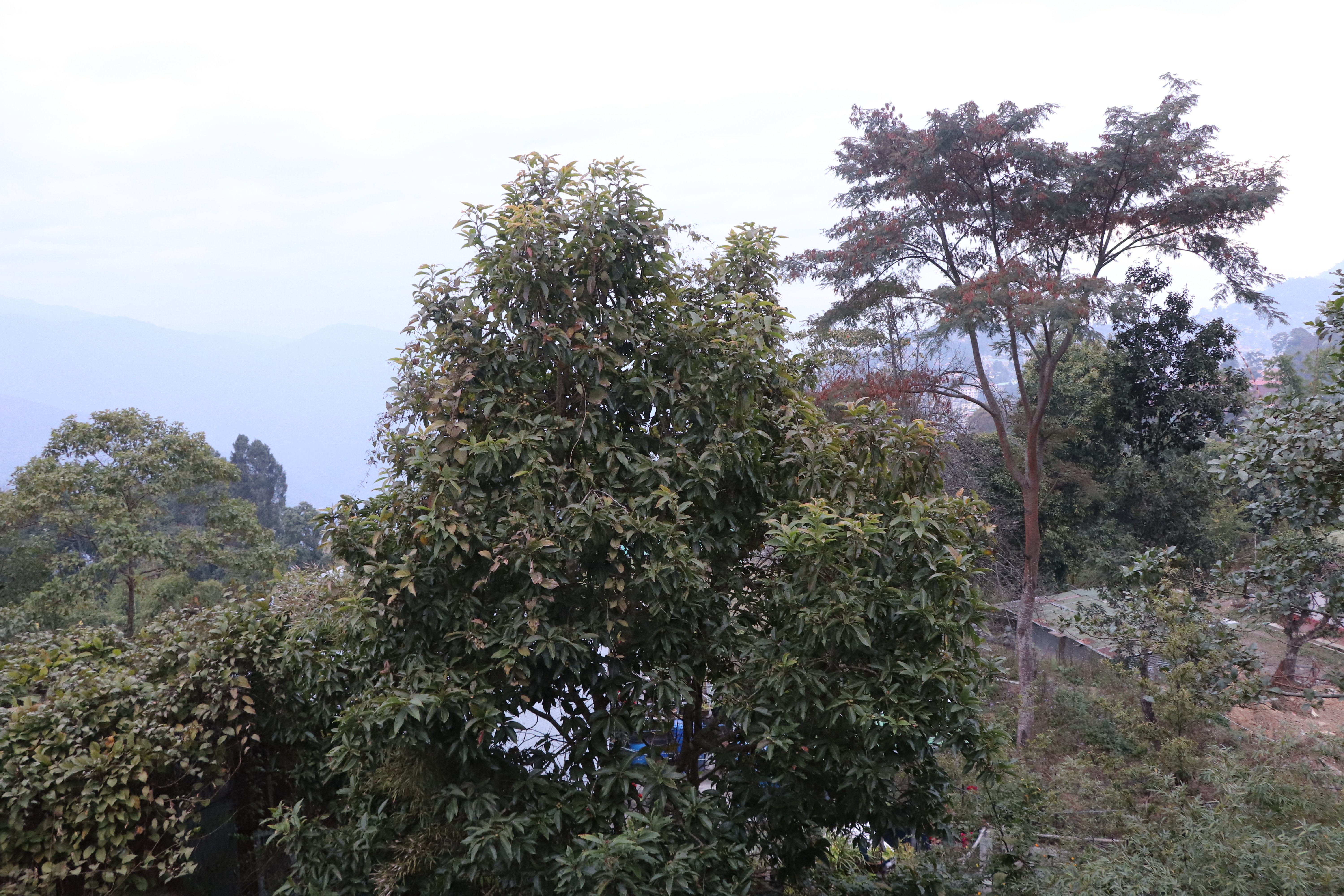 Summit Barsana Resort & Spa-酒店景观