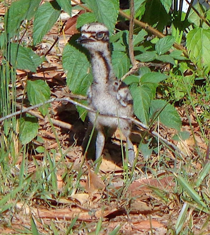 Russell Island Conservation Corner景点图片