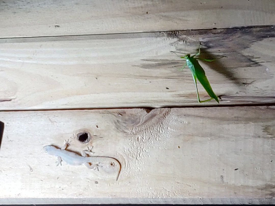 Hotel Los Mangos主图