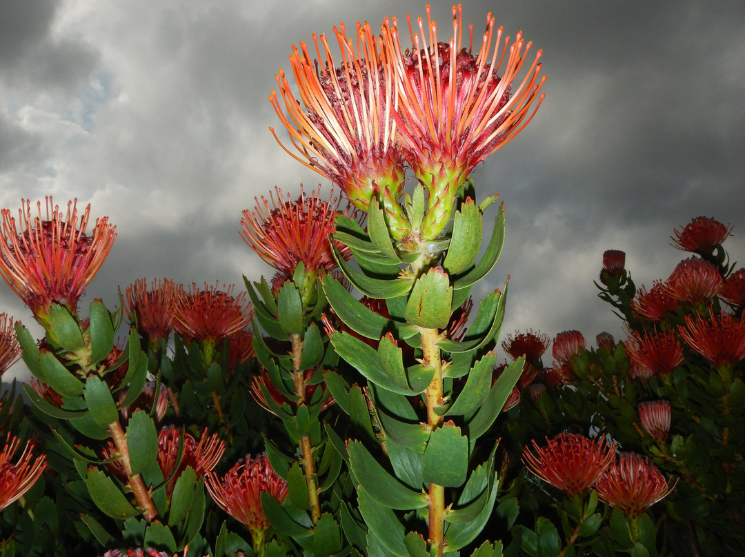 Namaqualand-北开普省必去景点
