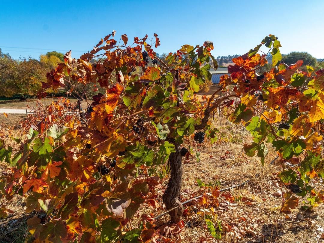 Jeff Runquist Wines景点图片