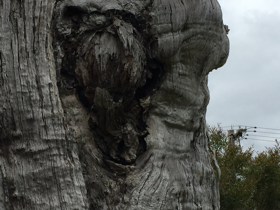 The Big Stump-Darnum必去景点