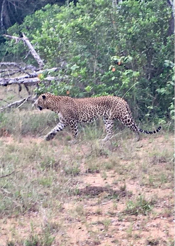 null-Wilpattu National Park