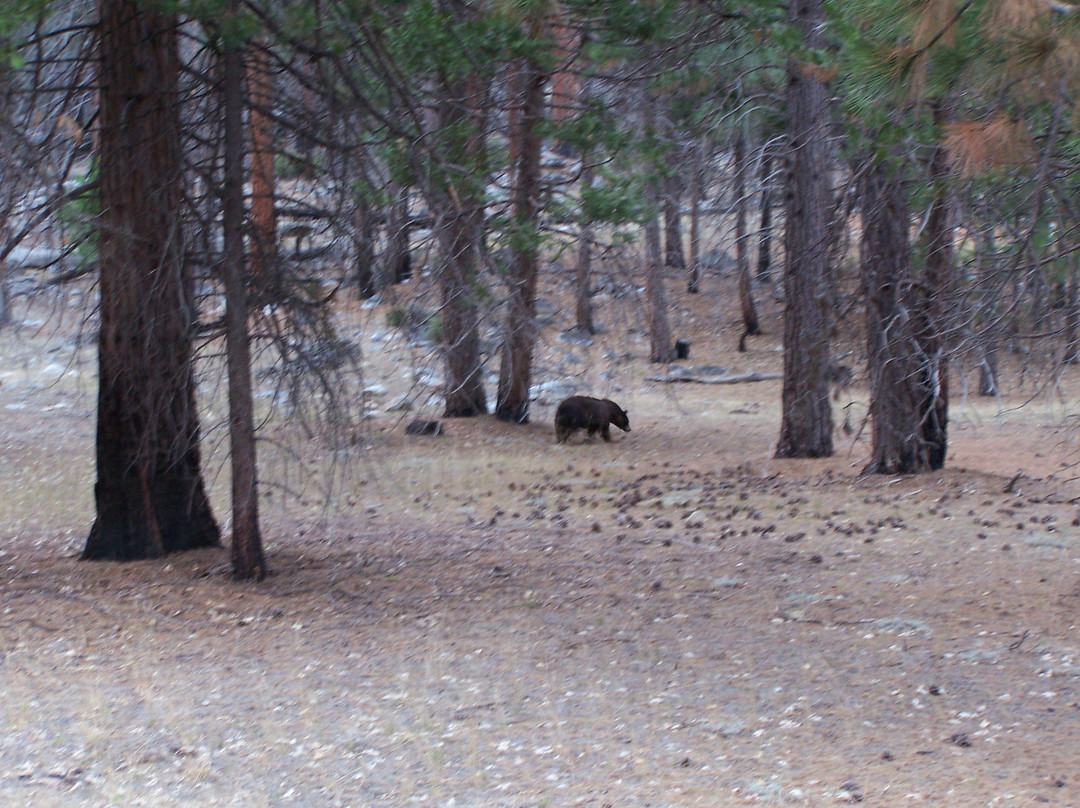 Grizzly Falls-红杉&国王峡谷国家公园必去景点