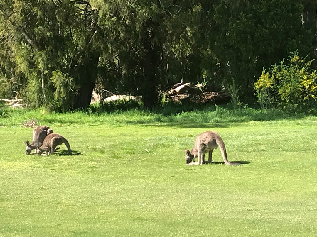 Hepburn Golf Course-Hepburn Springs必去景点