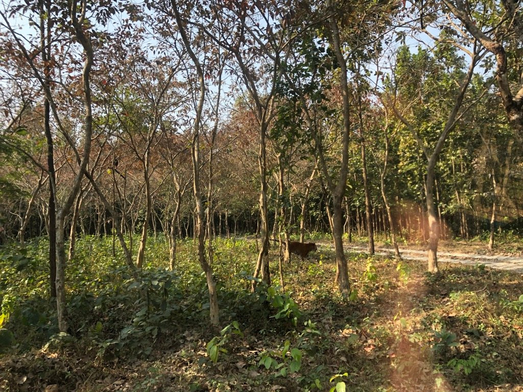 Bengal Safari-西里古里必去景点