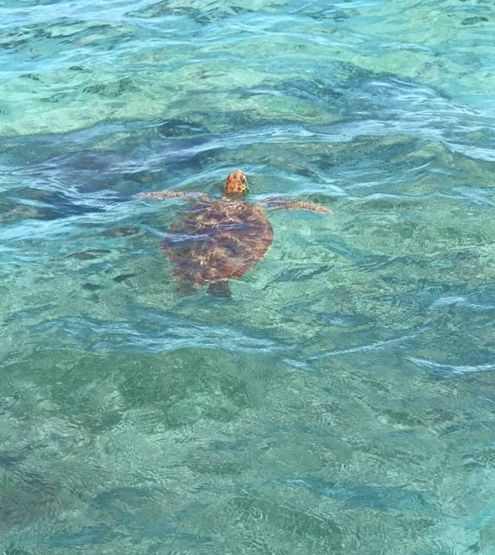 椰子海滩俱乐部酒店主图