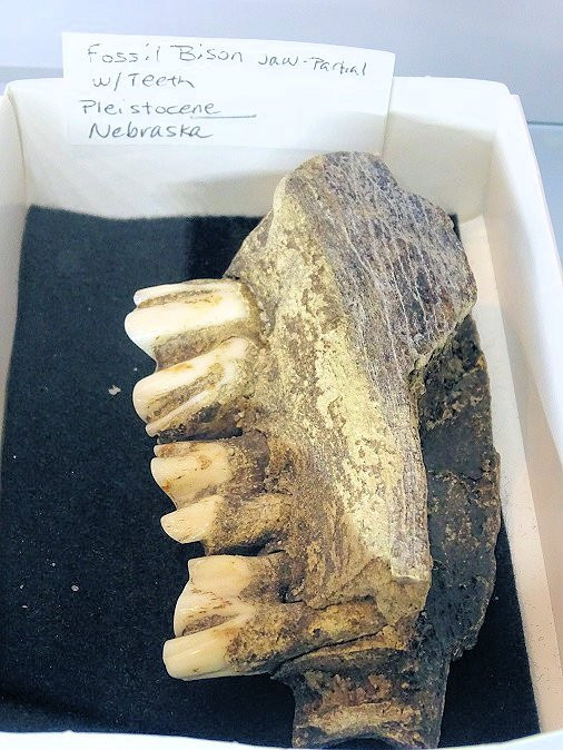 Earth Experience - Middle Tennessee Museum of Natural History-默弗里斯伯勒必去景点