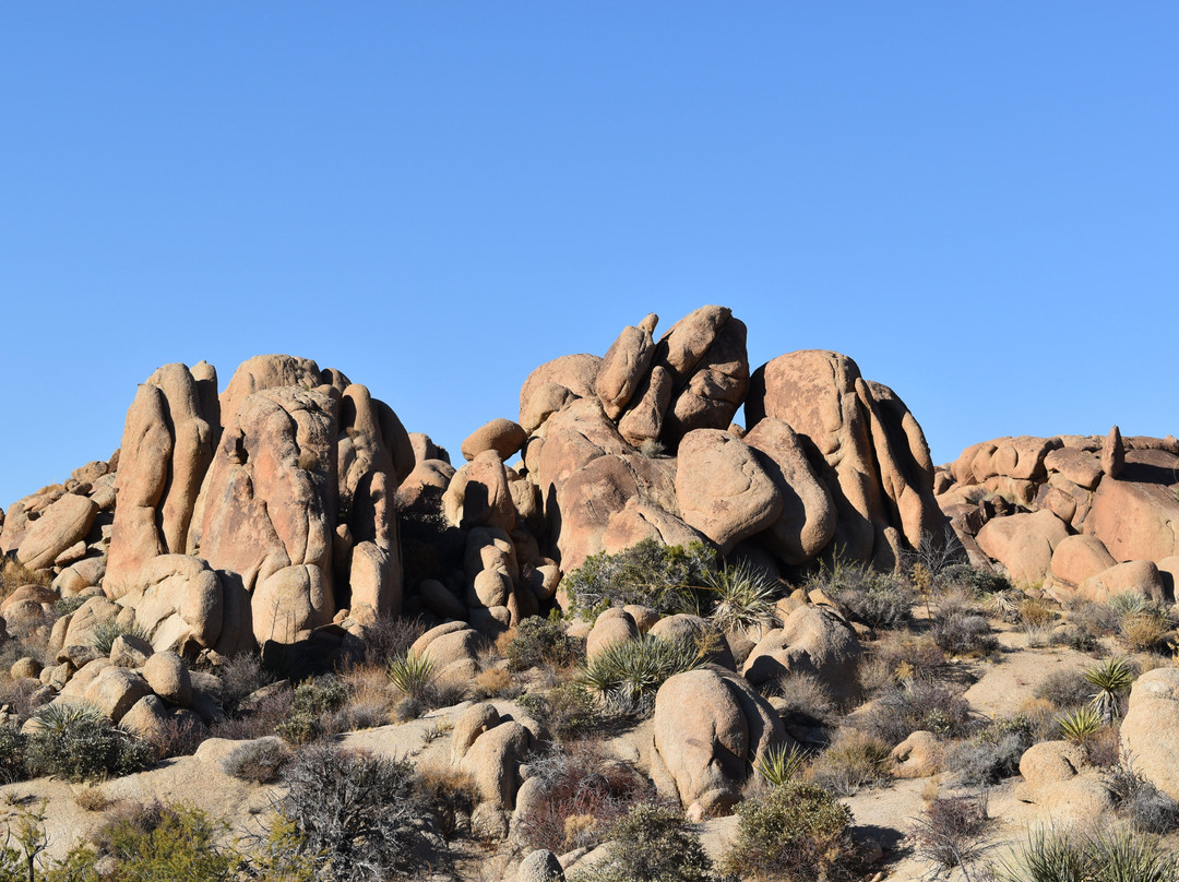 Lost Palms Oasis Trail-约书亚树国家公园必去景点