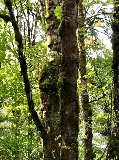 Cougar Mountain Regional Wildland Park景点图片