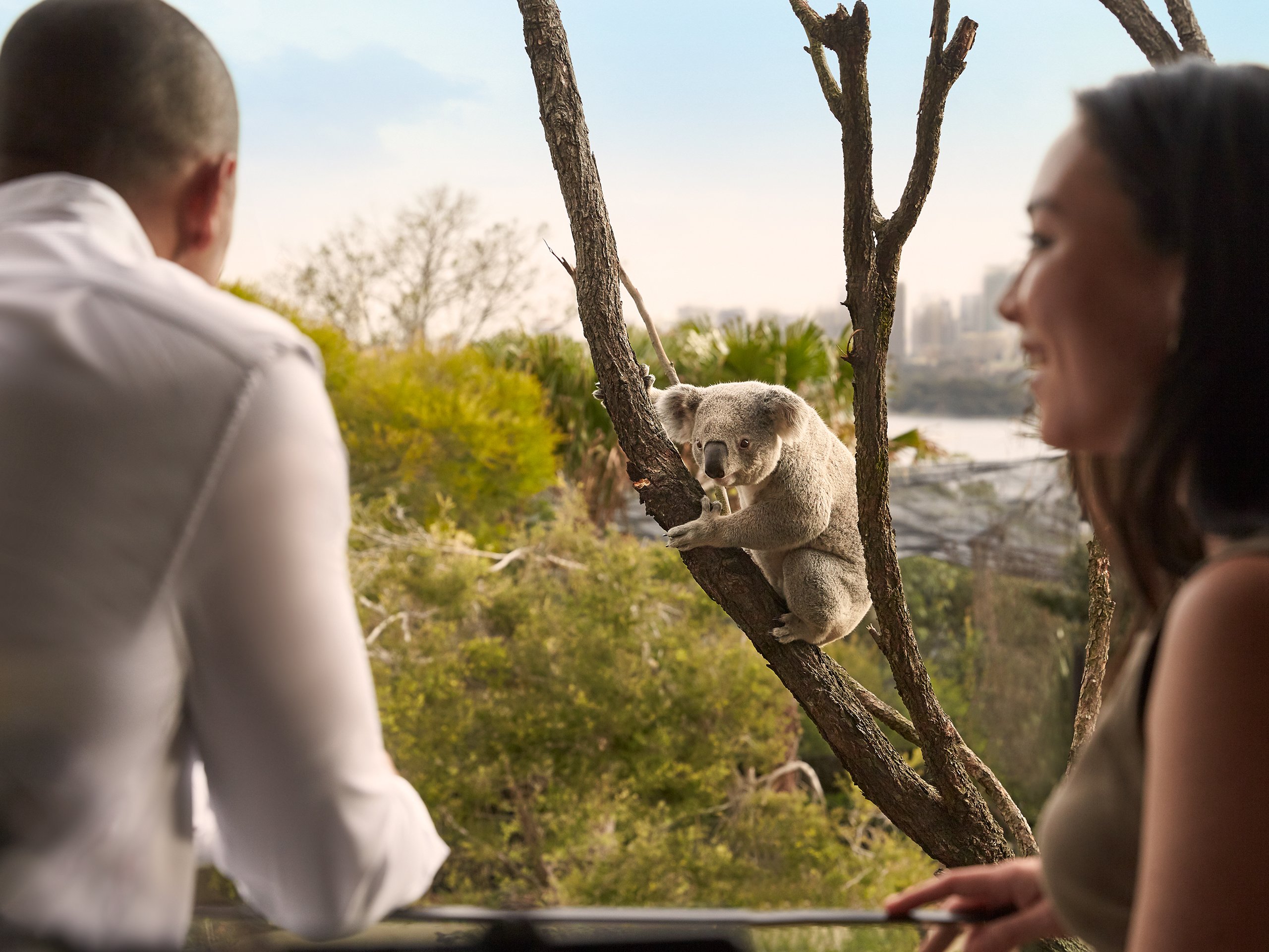Wildlife Retreat At Taronga-官方