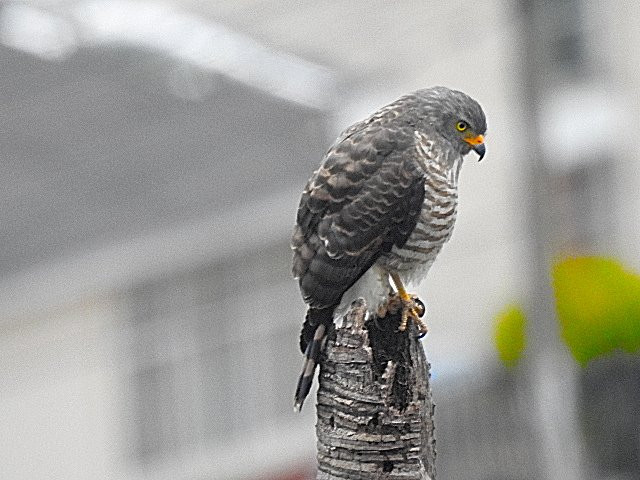 Cerro de Las Tres Cruces-Popayan必去景点