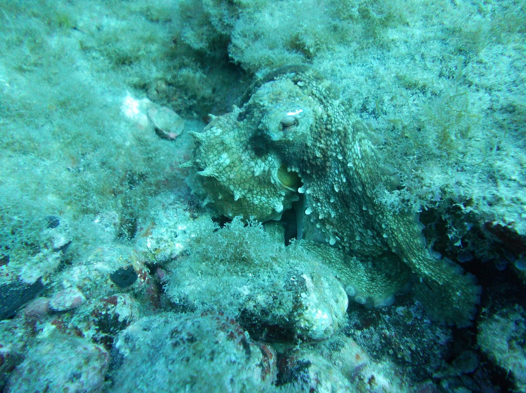 Tenerife Scuba-特纳里夫必去景点